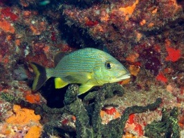 Bluesripe Grunt IMG 3299